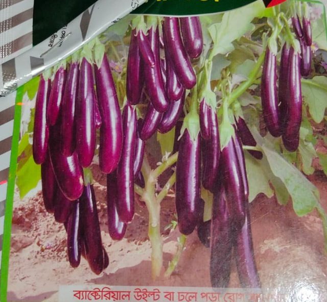 বেগুন (ললিতা — মালিক সিডস)